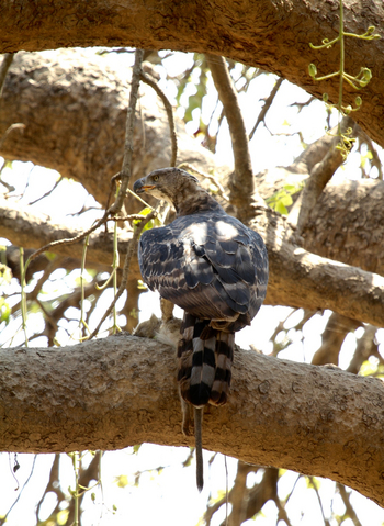 Classic Zambia Safaris Classic Zambia Safaris: Kronenadler mit Affenbeute