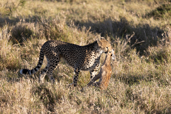 Elewana Elephant Pepper Camp Elewana Elephant Pepper Camp: Erfolgreicher Jäger