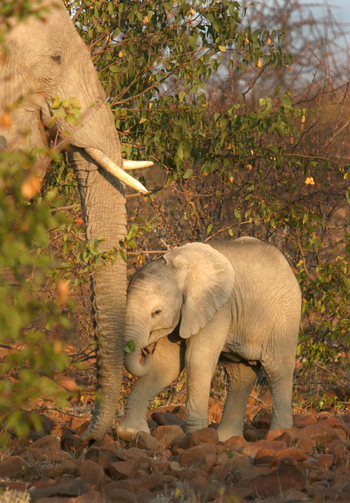 Etendeka Mountain Camp Etendeka Mountain Camp: Elefantenbaby