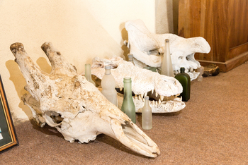 Hoanib Skeleton Coast Camp: Besuch des Mowe Bay Museums