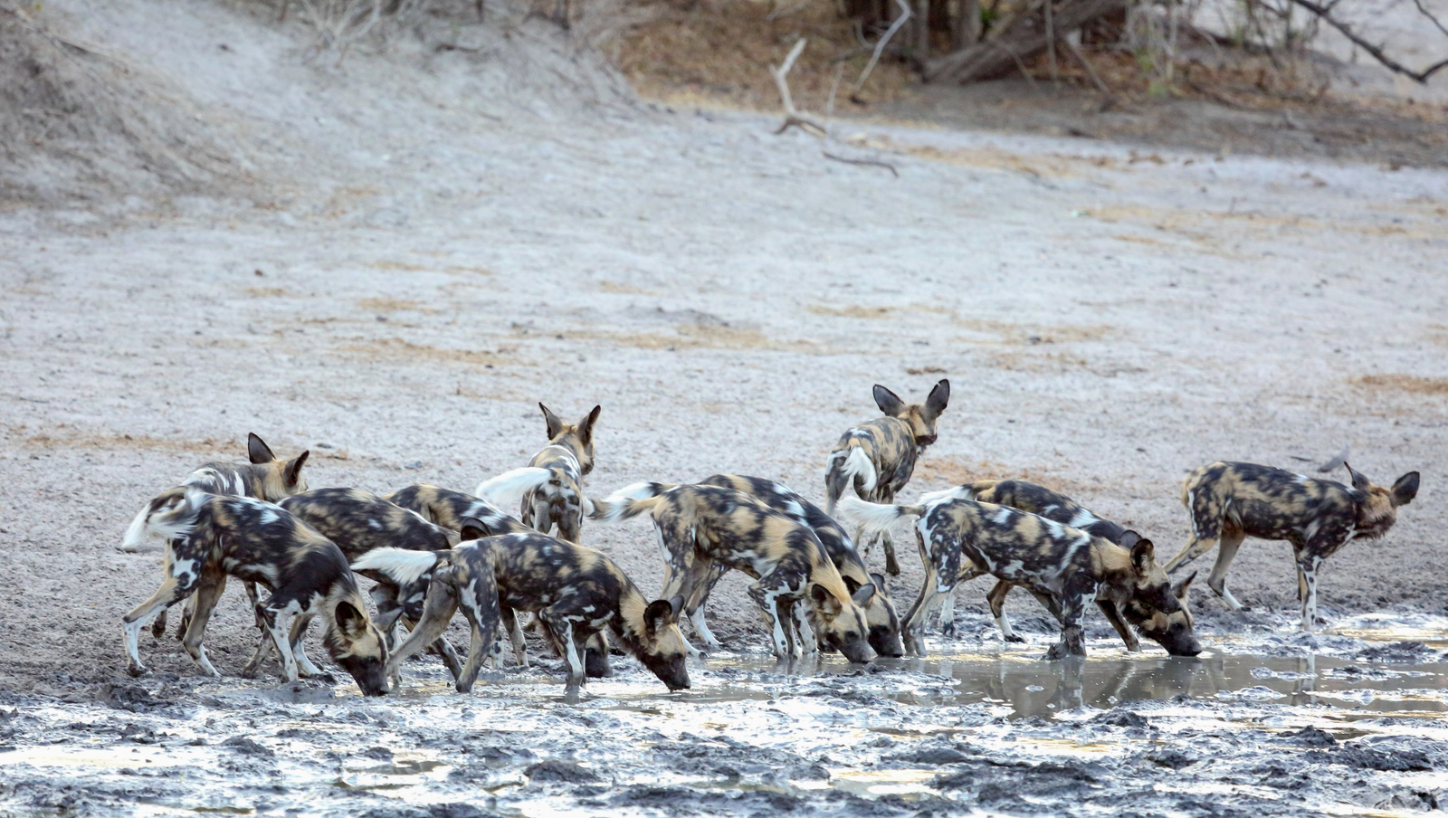 Kanga Camp Kanga Camp: Wildhunde am Pfannenrand