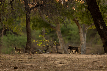 Koro River Camp: Junge Paviane