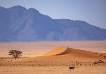 Kwessi Dunes: Oryxantilope