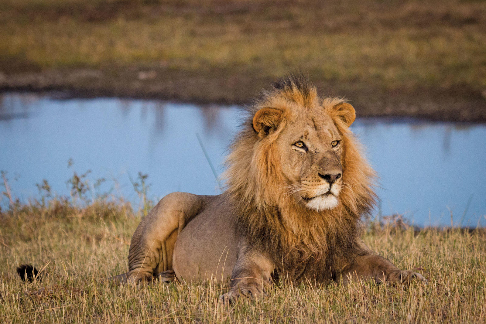 Leroo La Tau Lodge Leroo La Tau Lodge: Seine Majestät