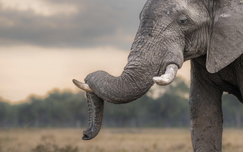 Little Governors' Camp: Abgelegter Rüssel