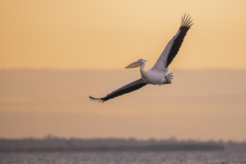 Loldia House: Lake Naivasha
