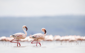 Loldia House: Lake Nakuru