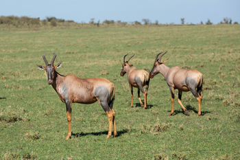 Mara Toto Tree Camp: Topis