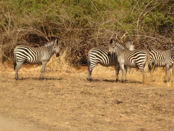 Mkulumadzi Lodge: Zebras