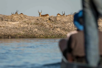Mogogelo Camp Mogogelo Camp: Rote Moorantilopen