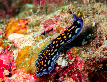 Nuarro Lodge: Meeresschnecke