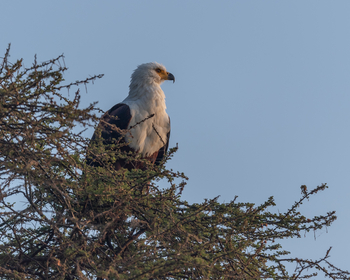 Oliver's Camp: African Fish Eagle
