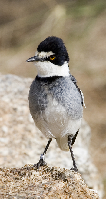 Ondudu Safari Lodge Ondudu Safari Lodge: White-tailed Shrike
