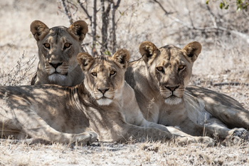 Planet Baobab: Aktivitäten