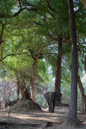 Ruckomechi Camp: Elefant neben Termitenhügel