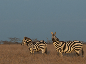 Segera Retreat: Normale Steppenzebras