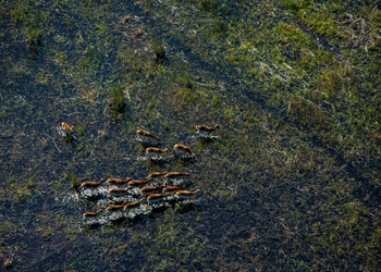 Selinda Camp: Rote Moorantilopen auf Schwemmebene