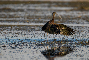 Selinda Explorers Camp Selinda Explorers Camp: Glossy Ibis