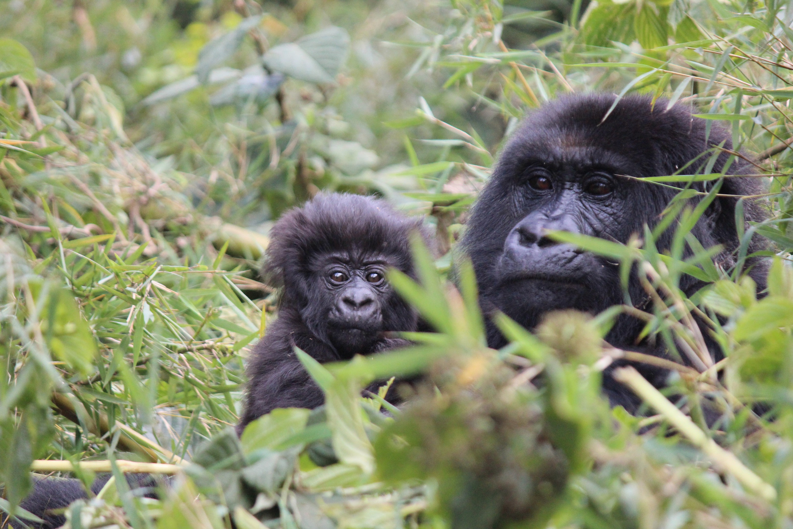 Singita Kwitonda Lodge Singita Kwitonda Lodge: Gorillamutter und Kind