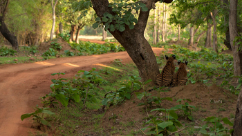 Svasara Jungle Lodge: Tigergeschwister