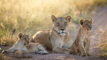 Tanda Tula Safari Camp: Löwin mit Jungtieren
