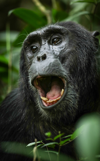 Volcanoes Kyambura Gorge Lodge: Gähnender Schimpanse