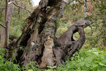 Waterberg Plateau Lodge Waterberg Plateau Lodge: Baumriese
