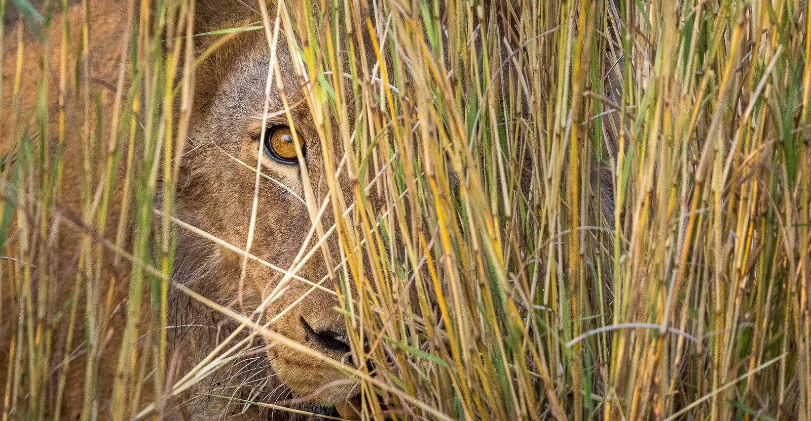 Wilderness Mokete Camp Wilderness Mokete Camp: Versteckter Löwe