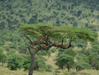 Wilderness Usawa Serengeti Camp: Tree Party