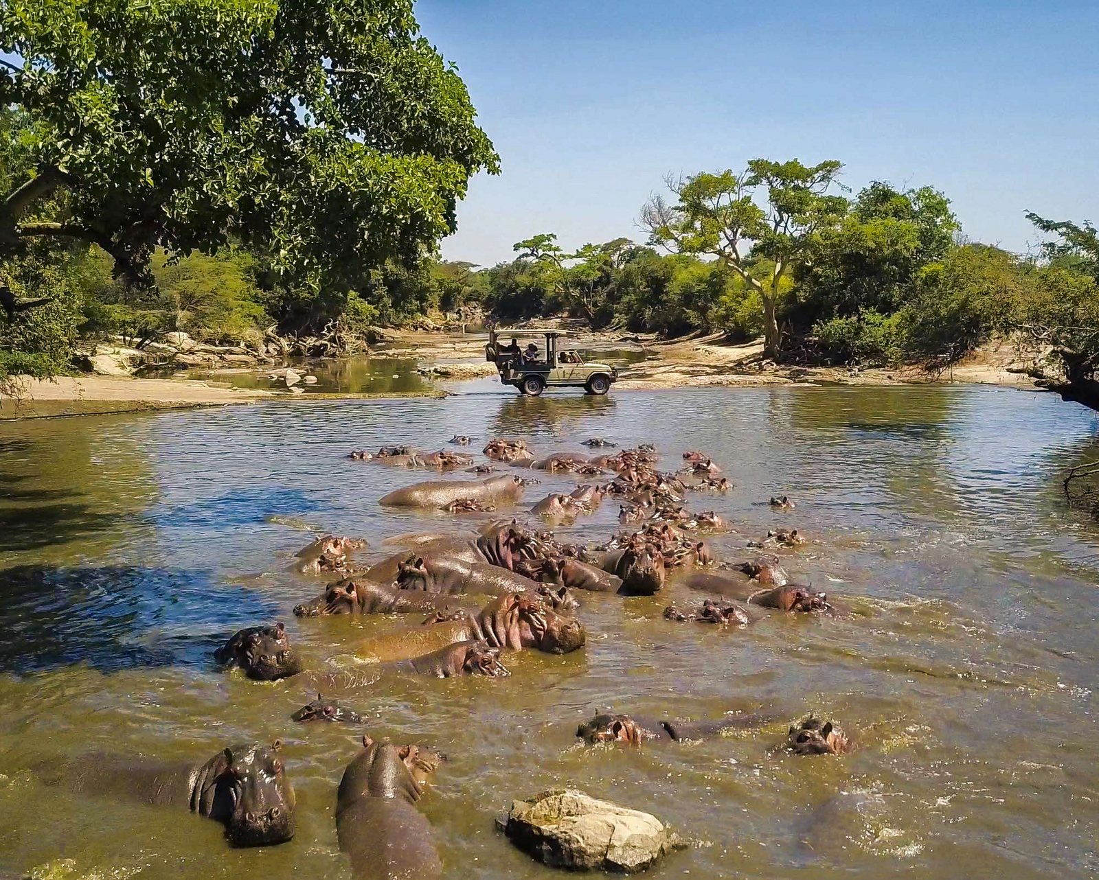 Asanja Nyasirori Asanja Nyasirori: Hippo Pool