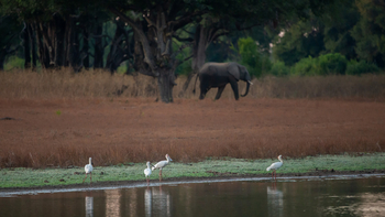 Big Lagoon Camp: Löffler in der Lagune