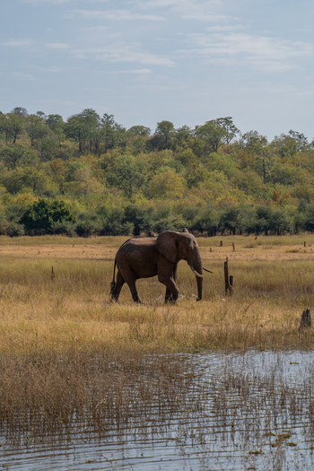 Bumi Hills Safari Lodge: Elefant