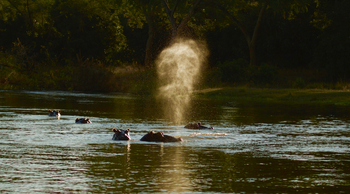 Classic Zambia Safaris Classic Zambia Safaris: Nilpferdblas