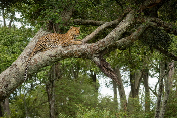 Cottar's 1920s Safari Camp: Flechtenbewachsener Baum mit Leopard