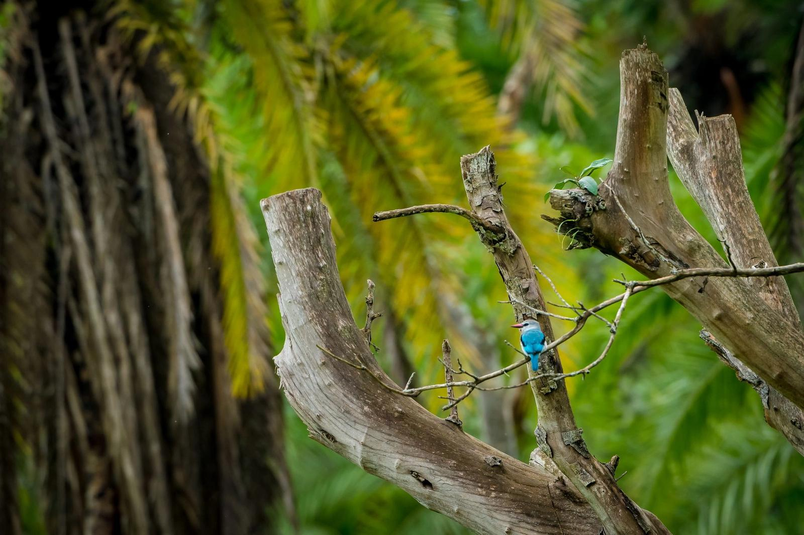 Crater Safari Lodge Crater Safari Lodge: Blue-breasted Kingfisher