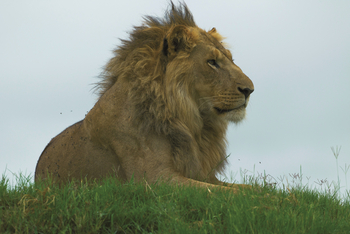 Duba Explorers Camp: Majestätischer Löwe