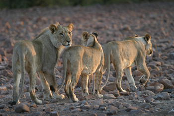 Etendeka Mountain Camp Etendeka Mountain Camp: Löwengruppe