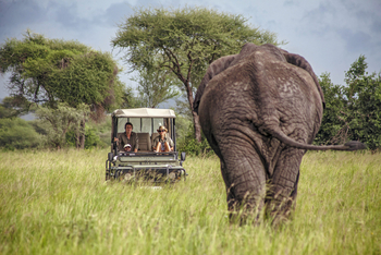 Forest Chem Chem: Elefantenbegegnung