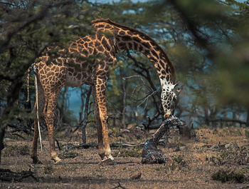 Hemingways Ol Seki Mara: Giraffengeburt