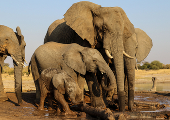 Imvelo Safaris: Elefant und Jungtiere im Schlamm