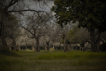 Ingwe Pan Camp: Graue Galeriewald am Chiruwe River