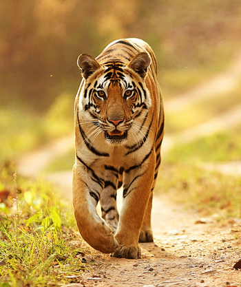 Jamtara Wilderness Camp: Tiger