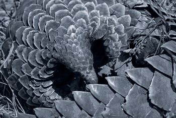 Konkamoya Lodge: Schuppentier