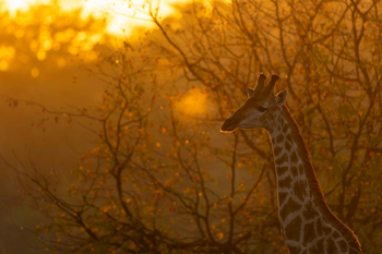 Koro River Camp: Giraffe