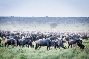 Legendary Mila Tented Camp: Gnuherde