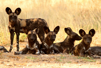 Legendary Mwiba Lodge: Wildhunde