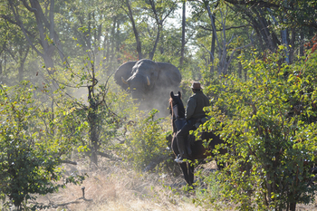 Macatoo Camp: Elefantenbulle