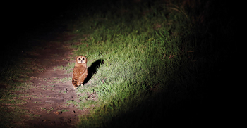 Matetsi Victoria Falls: Barnowl