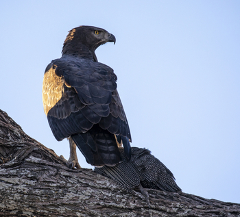 Meno A Kwena Camp Meno A Kwena Camp: Adler