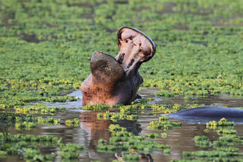 Mukambi Busanga Plains Camp: Gähnendes Nilpferd